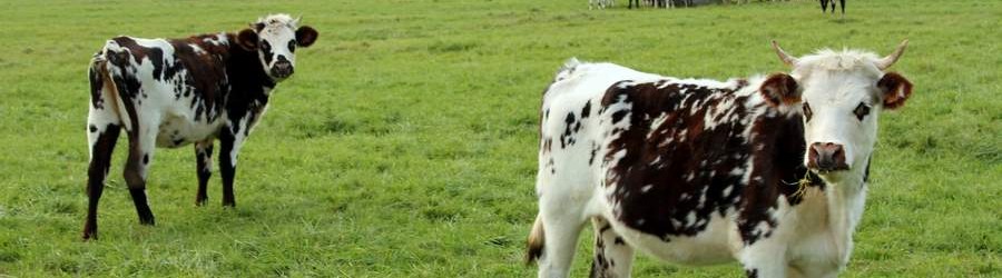[Image: IMG_8259-900x250.jpg]